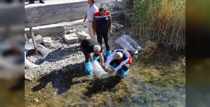 Sivas’ta 31 göl ve gölete 1 milyon 268 bin sazan balığı bırakıldı