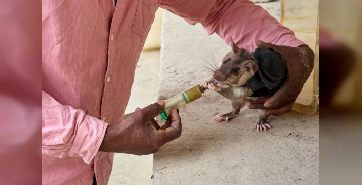 Tanzanya'da kahraman sıçanlar: Mayınları temizliyor, tüberkülozu teşhis ediyor