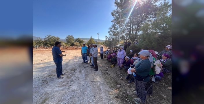 Taşınan Zeytin Ağaçları Yeni Yerlerinde Kök Salıyor