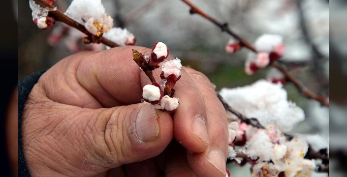 Zirai don olayından etkilenen çiftçilere destek