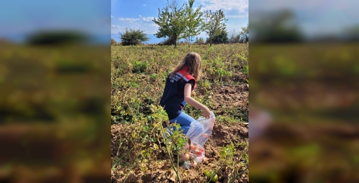Buharkent'te domateslerde hasat öncesi pestisit kontrolü yapıldı