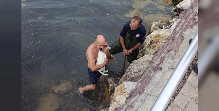 Burhaniye'de kayalıklara sıkışan köpek için seferberlik