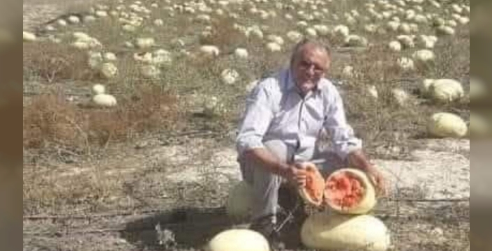 Dağ domuzları yerli tohumları seçiyor: Çiftçiler şaşkın