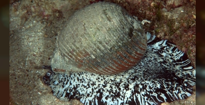 deniz salyangozu ihracatında rekor: 9 ülkeye 10 milyon doların üzerinde gelir