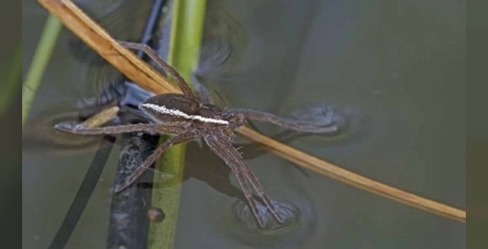 Dev örümcek geri döndü: İngiltere evlerinde görülmeye başlandı