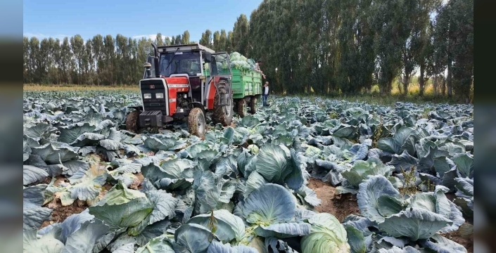 Erciş'in tescilli lahanası: Çiftçiler hasadın keyfini çıkarıyor