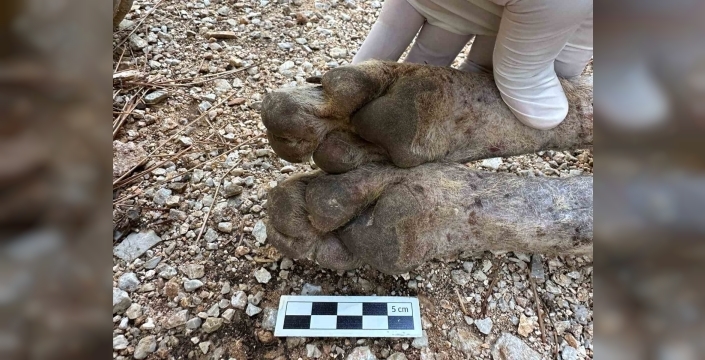 Fethiye'de ölü bulunan hayvanın çizgili sırtlan değil, genç bir kurt olduğu belirlendi