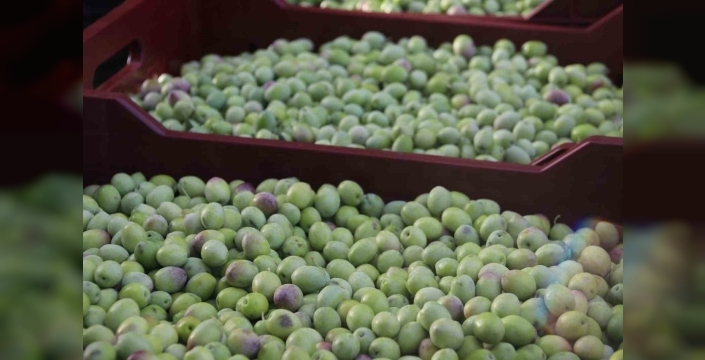 Fethiye'de zeytin hasadı: Çiftçiler bu yılki verimden umutlu