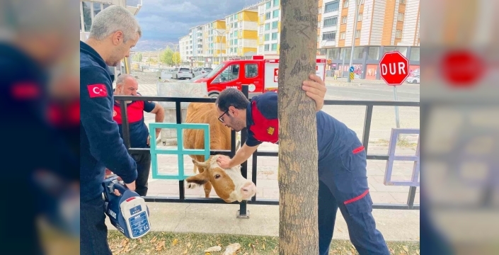 Genç'te park demirlerine sıkışan inek kurtarıldı