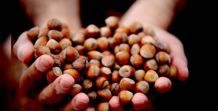 Giresun fındığı, serbest piyasada 352 lirayla zirvede