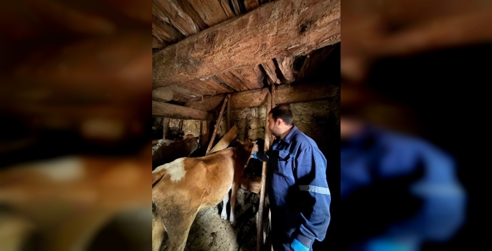 Giresunda şap alarmı: 13 köy ve 3 mahalle karantinada