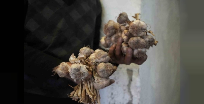 Gümüşhanede ata tohumu siyah sarımsak tescil için yola çıktı