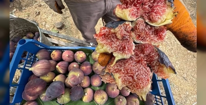 ibradı'da Bursa siyah inciri hasadı tamamlanıyor: iklim gecikmeye yol açtı