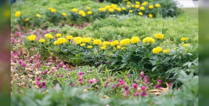 Kurakçıl peyzaj zorunlu: su tasarrufu için kritik karar