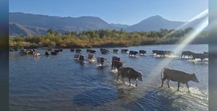 Kuraklık Karasu Nehri'ni yürüyerek geçilecek hale getirdi