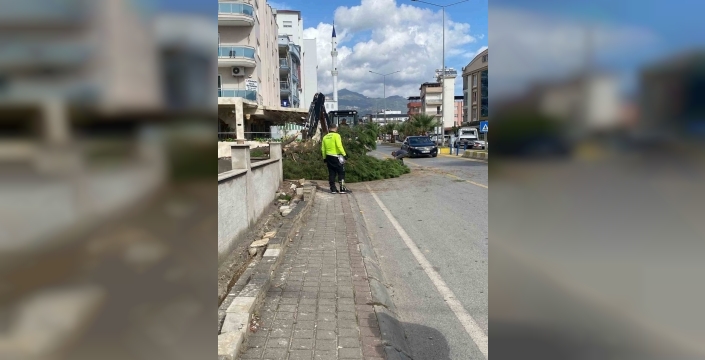 Kuruyan çam ağacı yola devrildi: Trafik durdu