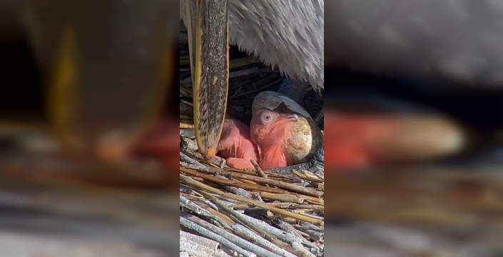 Manyas'ta pelikan yavruları: Kuş cennetinde yaşam yenileniyor