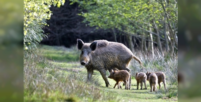 Muğla’da Yaban Domuzu Katliamı İçin Milyonluk İhale: