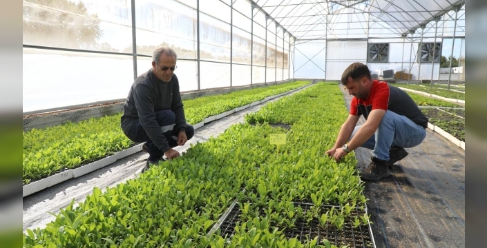 Ordu'da yerel üretimle yeşil alanlar çoğalıyor