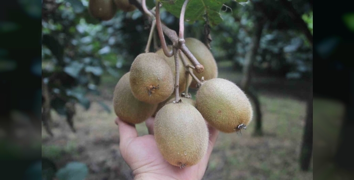 Ordu kivisinde rekolte %50 düştü, üreticiler kilograma 100 lira bekliyor