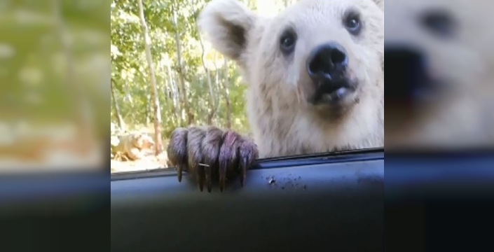 Prof. Dr. Aslan uyardı: Yaban hayata dokunmak dengeyi bozuyor