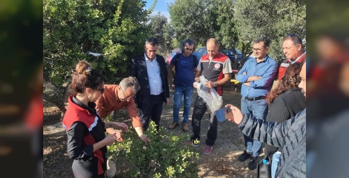 Sakız ağacı yetiştiriciliği için üreticilere teknik gezi düzenlendi