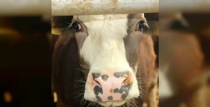 Şap hastalığı Çal'da yayılıyor: karantina önlemleri güçlendirildi