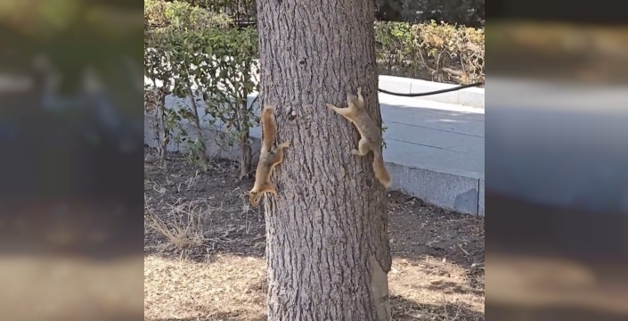 Troya Tarihi Milli Parkı'ndaki sincaplara mitolojik isimler verildi