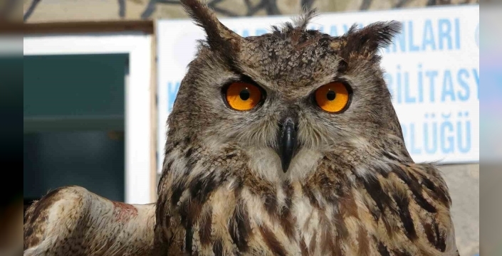 Van Gölü Havzası'nda 9 Ayda 500 Yaban Hayvanına Müdahale Edildi