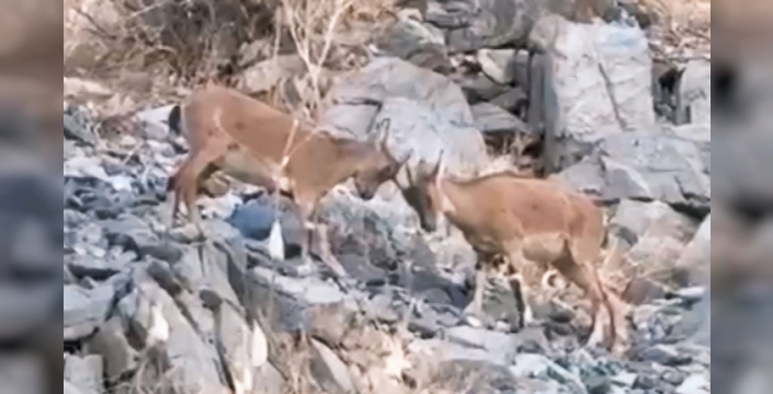 Yüksekova'da yavru dağ keçilerinin tatlı çekişmesi görüntülendi