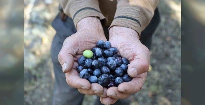 Artvin'in Butko Zeytini hasadı: Gelenek ve lezzet bir arada
