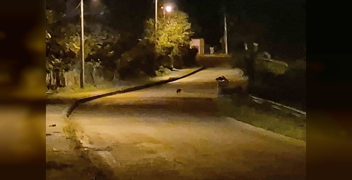 Bartın'da aç kalan çakal yavruları şehir merkezinde görüntülendi