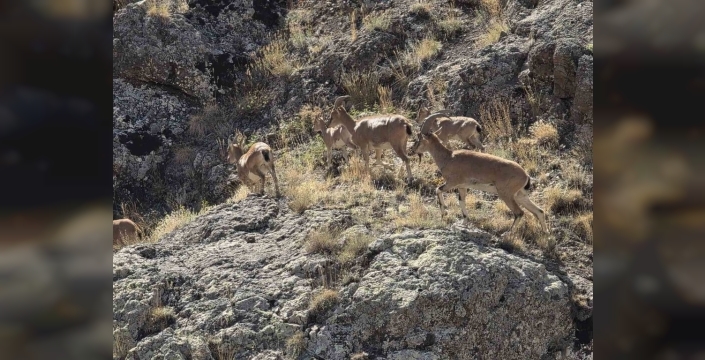 Bayburt'ta yaban keçileri Vauk Dağı'nda sürü halinde görüntülendi
