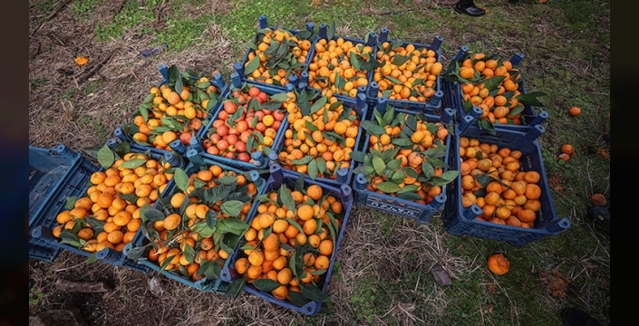 Dikkat! Narenciye kabuklarındaki kimyasallar sağlığımızı tehdit ediyor