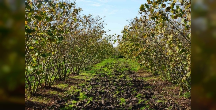 Doğru budama ile 500 metrekareden alınan fındık, 10 dönümlük bahçeyi geride bırakıyor