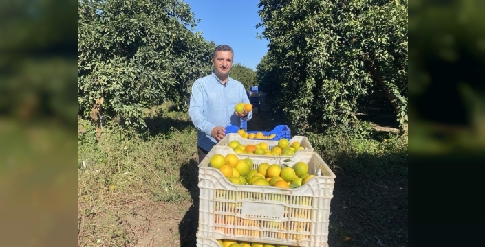 Finike'de portakal hasadı başladı: 250 bin ton beklentiyle coşku dolu anlar