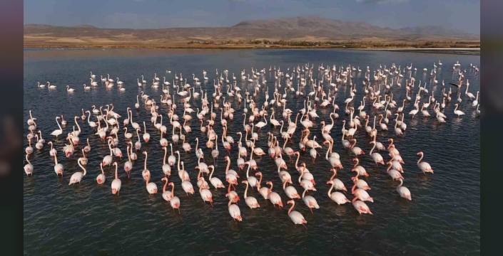 Flamingolar Van'ın saklı cenneti Erçek Gölü'nde daha uzun süre kalacak!