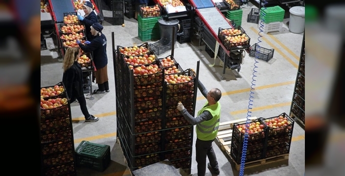 İhracat devli Saraylım'ın kader günü: 25 ülkeye meyve gönderen şirket konkordato kıskacında