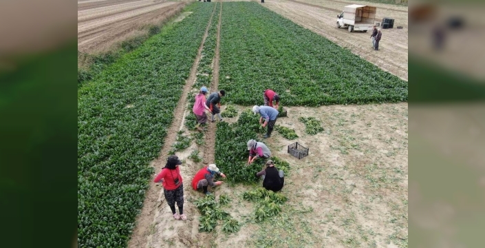 İzmir'de ıspanakta hasat bolluğu ve fiyat farkları şaşırttı