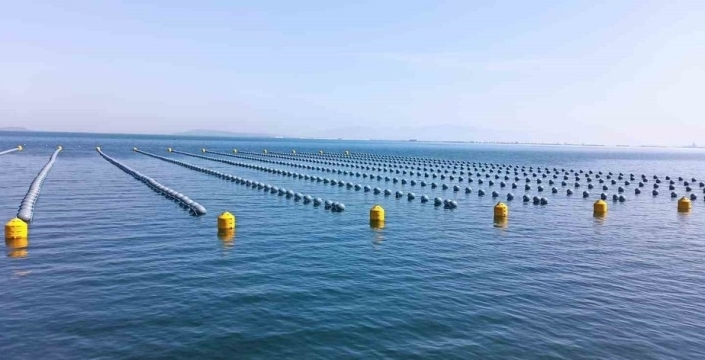 Kaçak midye gerçeği ortaya çıktı: İstanbul'daki zehirlenmelerin arkasında merdiven altı üretim mi var?