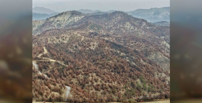 Kahramanmaraş'ta yürek burkan yangının ardından umut yeşeriyor: Binlerce fidan toprakla buluştu!