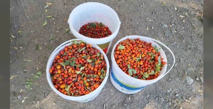 Kışın şifa kaynağı kuşburnu: Dağlardan sofralara uzanan mucizevi yolculuk başladı!