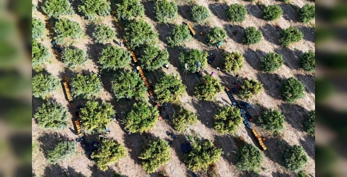 Mandalina dalda kaldı! Grev ve fazla rekolte fiyatları çökertti: Kilosu 3 liraya düştü!