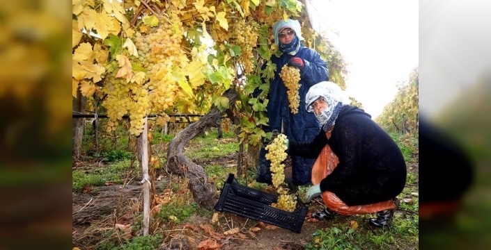 Sarıgöl'de üzüm hasadı coşkusu sürüyor: Üreticiler fiyat şoku yaşıyor!