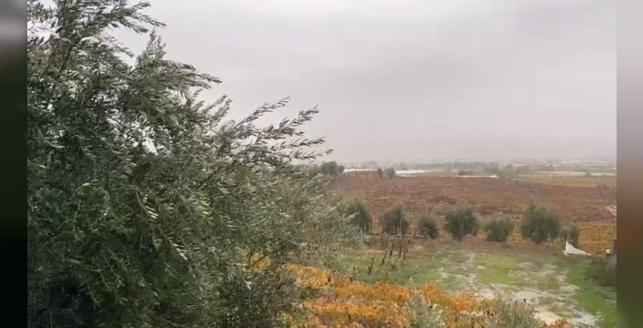 Sarıgöl'de yağmurlar çiftçilerin yüzünü güldürdü!