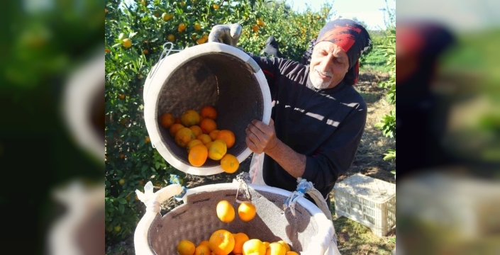 Seferihisar'da satsuma mandalinası hasadı başladı: Çiftçiler yüzleri gülüyor