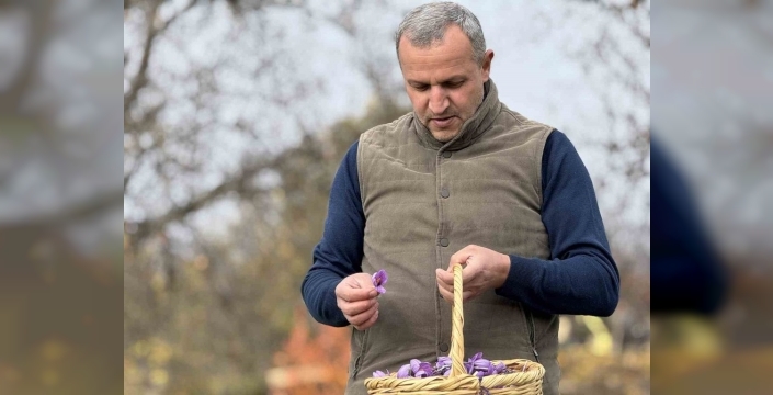 Soğuk hava safran hasadını uzattı: Üreticiler memnun