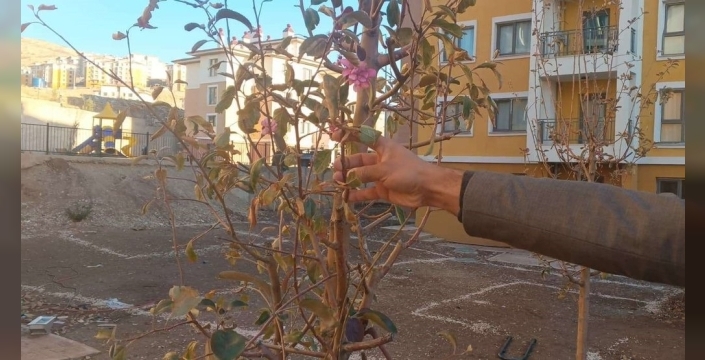 Şok eden doğa olayı: Kasım ayında ağaçlar çiçek açtı! İklim değişikliği mi, bereket habercisi mi?