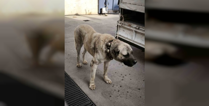 Şok eden köpek dövüşüne dron destekli jandarma baskını: 12 gözaltı!