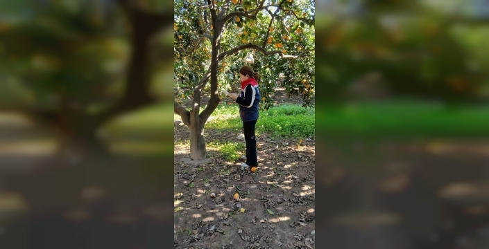 Tarım başkenti Söke'de kötü haber: Meyve sineği istilası kapıda!